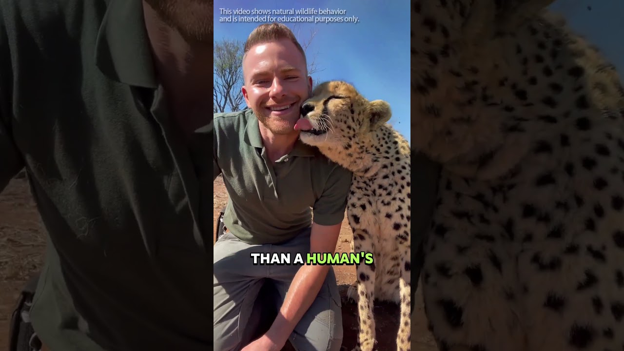 Why Don&rsquo;t Cheetahs Bite People? #animals #wildlife #animalfacts #cheetah