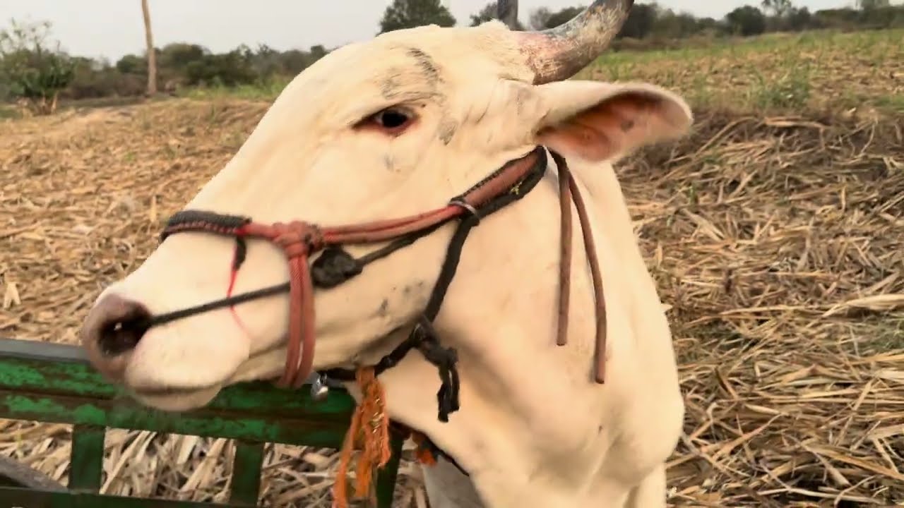 सूंदर #नादखुळा #नाद_एकच_बैलगाडा_शर्यत #नाद_मर्दानी 