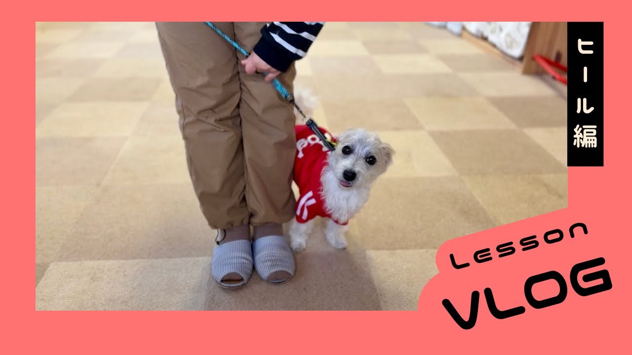 愛犬のレッスンday｜アウトレットに寄り道ドッグトレーニングVlog🐾