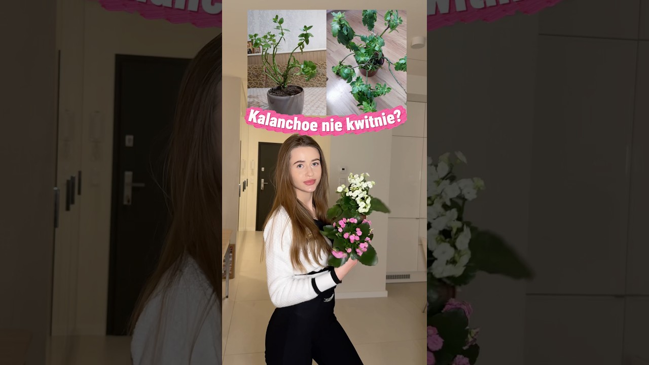 Jak sprawić, żeby Twoje kalanchoe znów zakwitło🌸