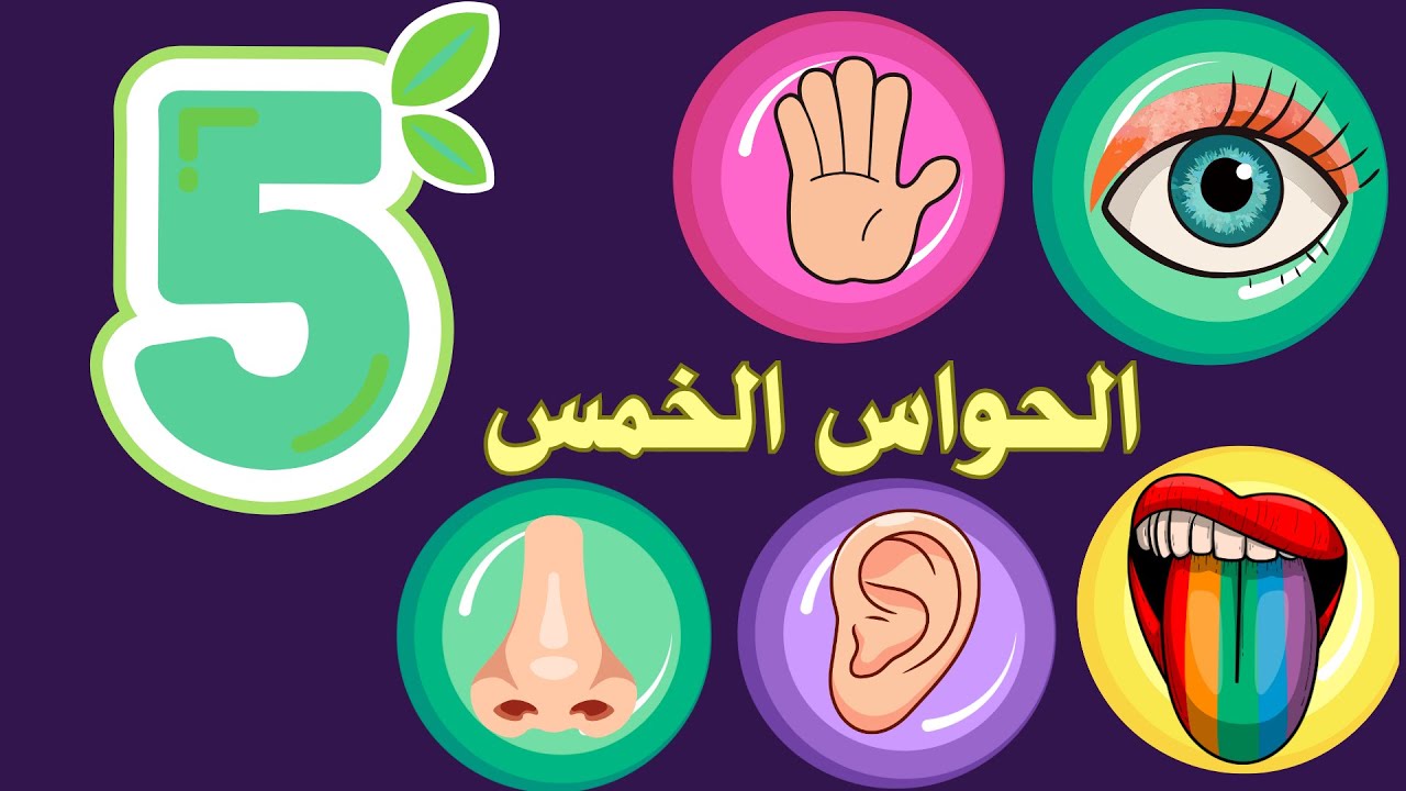 تعليم الحواس الخمس