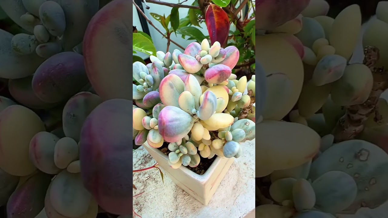 Suculentas m&aacute;s f&aacute;ciles gorditas, dif&iacute;ciles, bonitas, #suculentasdecolores #plantas #succulents