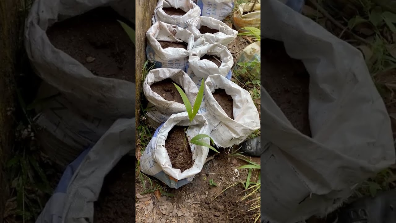 Do you think planting flowers in dry season will survive 