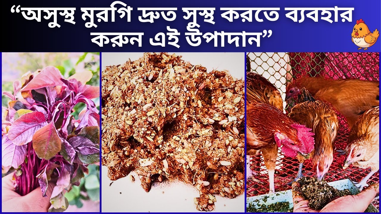অসুস্থ মুরগি দ্রুত সুস্থ করতে ব্যবহার করুন এই উপাদান