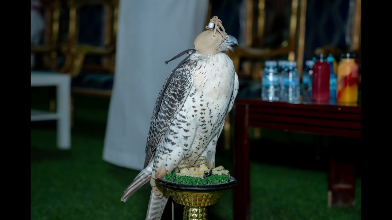 حفل نادي القريات بمناسبة اليوم الوطني 95