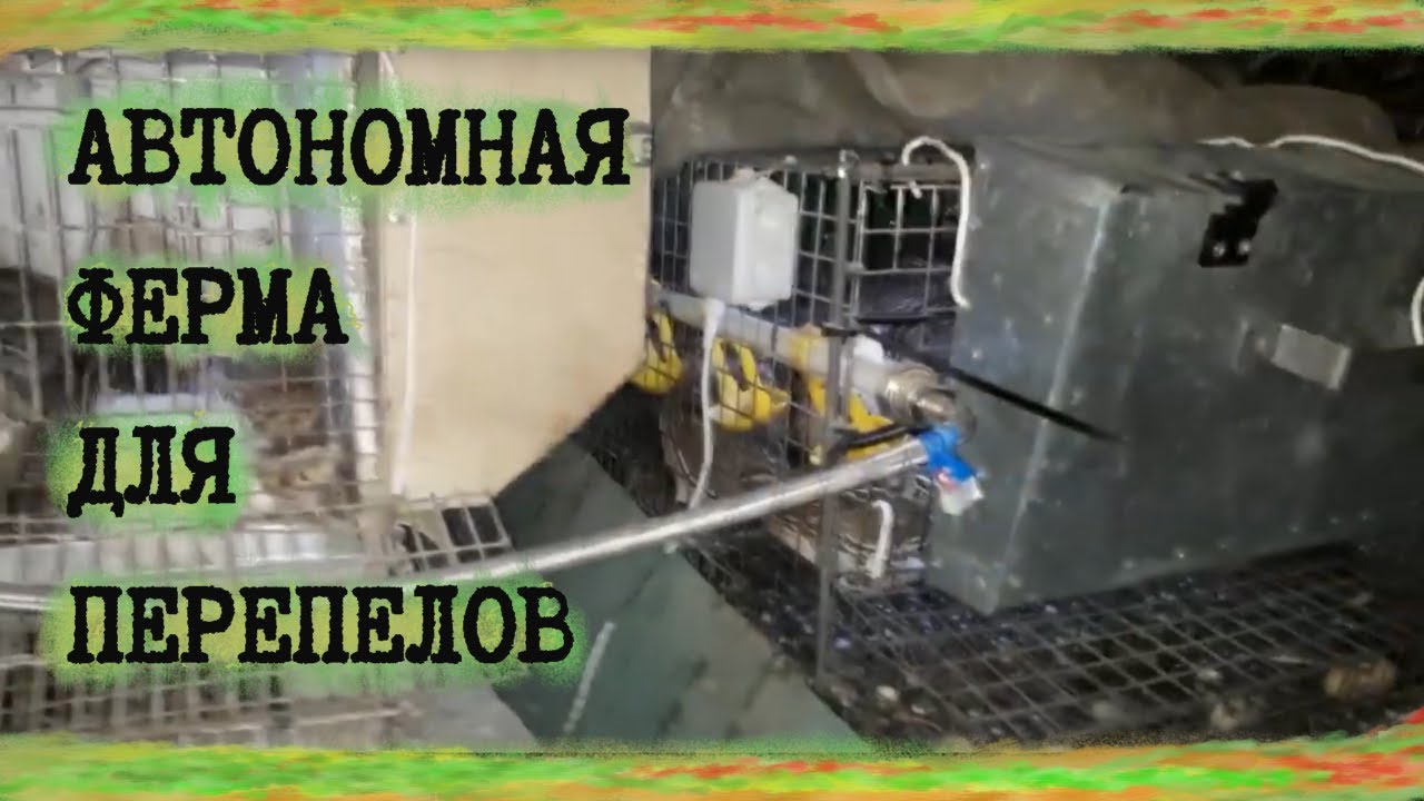 ПЕРЕПЕЛА НА ДАЧЕ. Неделя на АВТОМАТИЧЕСКОМ кормлении и поении.(без электричества(почти))