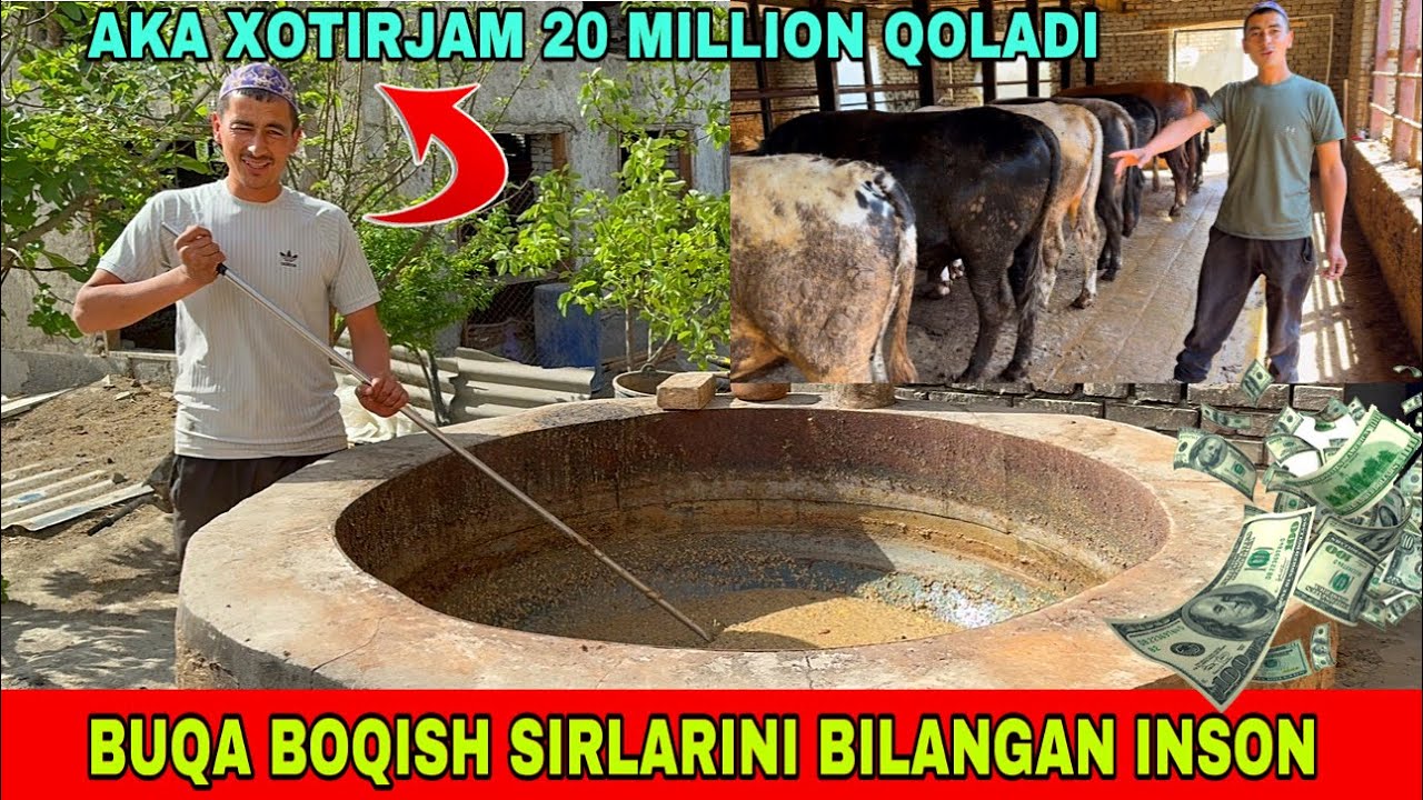 BUQA BOQISH SIRLARI MUXAMMADJONDAN 91-739-23-13 FOYDA QANCHA