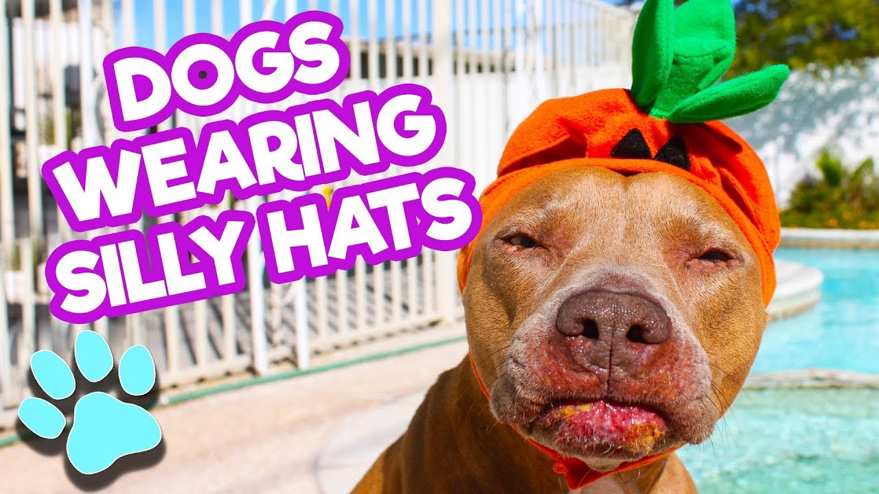 Silly Dogs Wearing Hats | Funny Dog Compilation | #thatpetlife