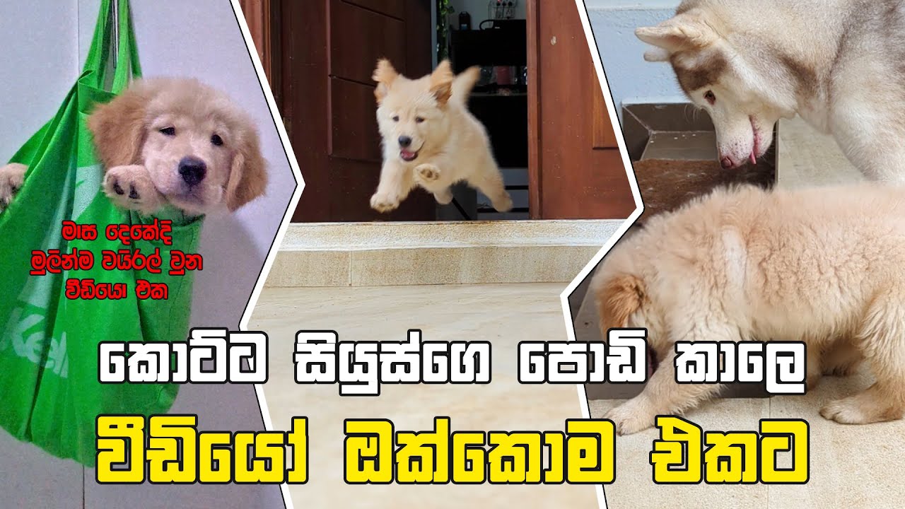 සියුස්ගෙ පොඩි කාලෙ වීඩියො ඔක්කොම එක පෙලට 🐶❤️ | Puppy Days Compilation | With Sapphire & Sweetie