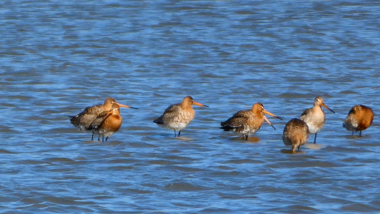 Grutto (blacktailed godwit)