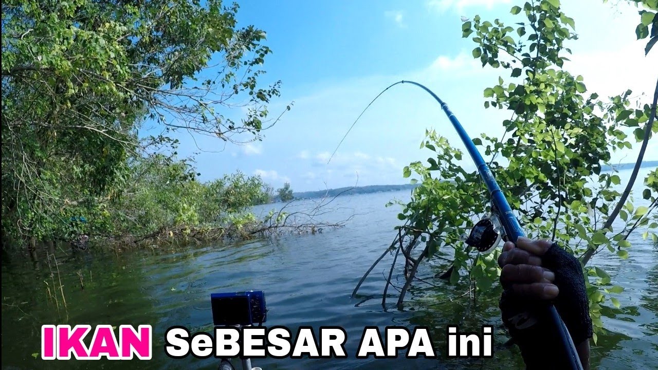 di Sini.....ikan NILA 6.5.7 jari