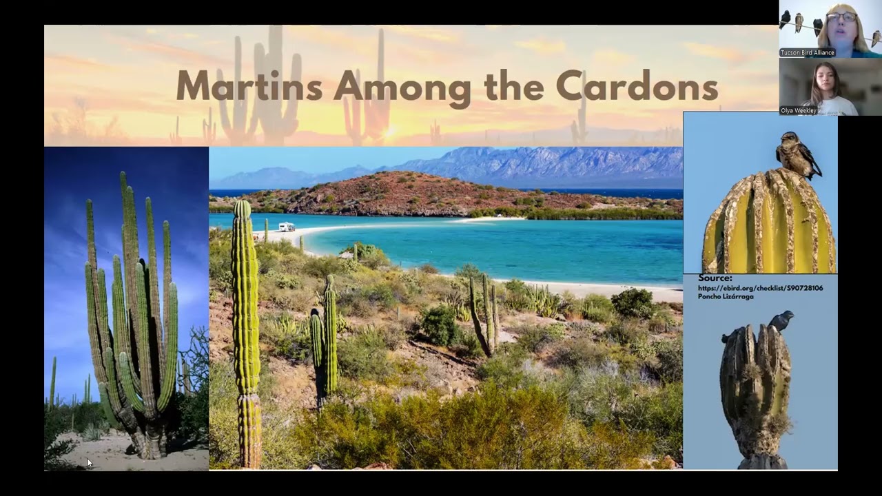 Endoscoping for Desert Purple Martin nestboxes and saguaros