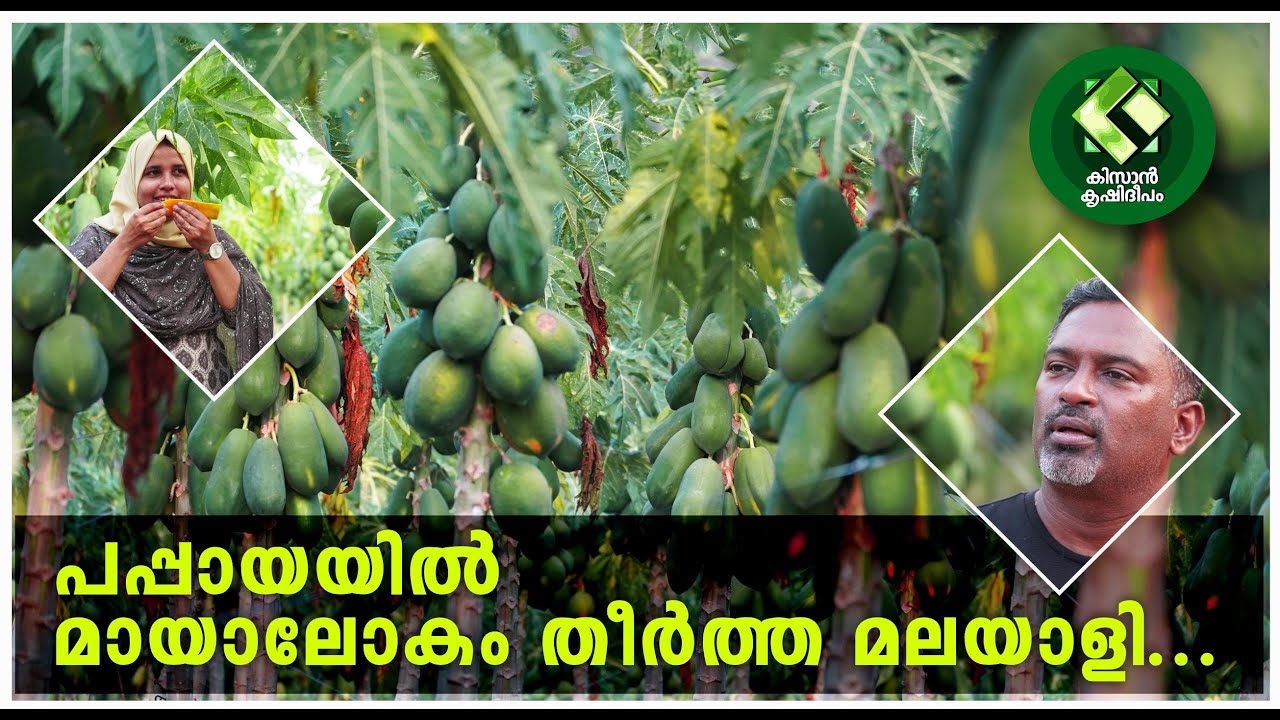 Kissan Krishideepam Episode-1097 The story of a Keralite who made a huge pappaya farm