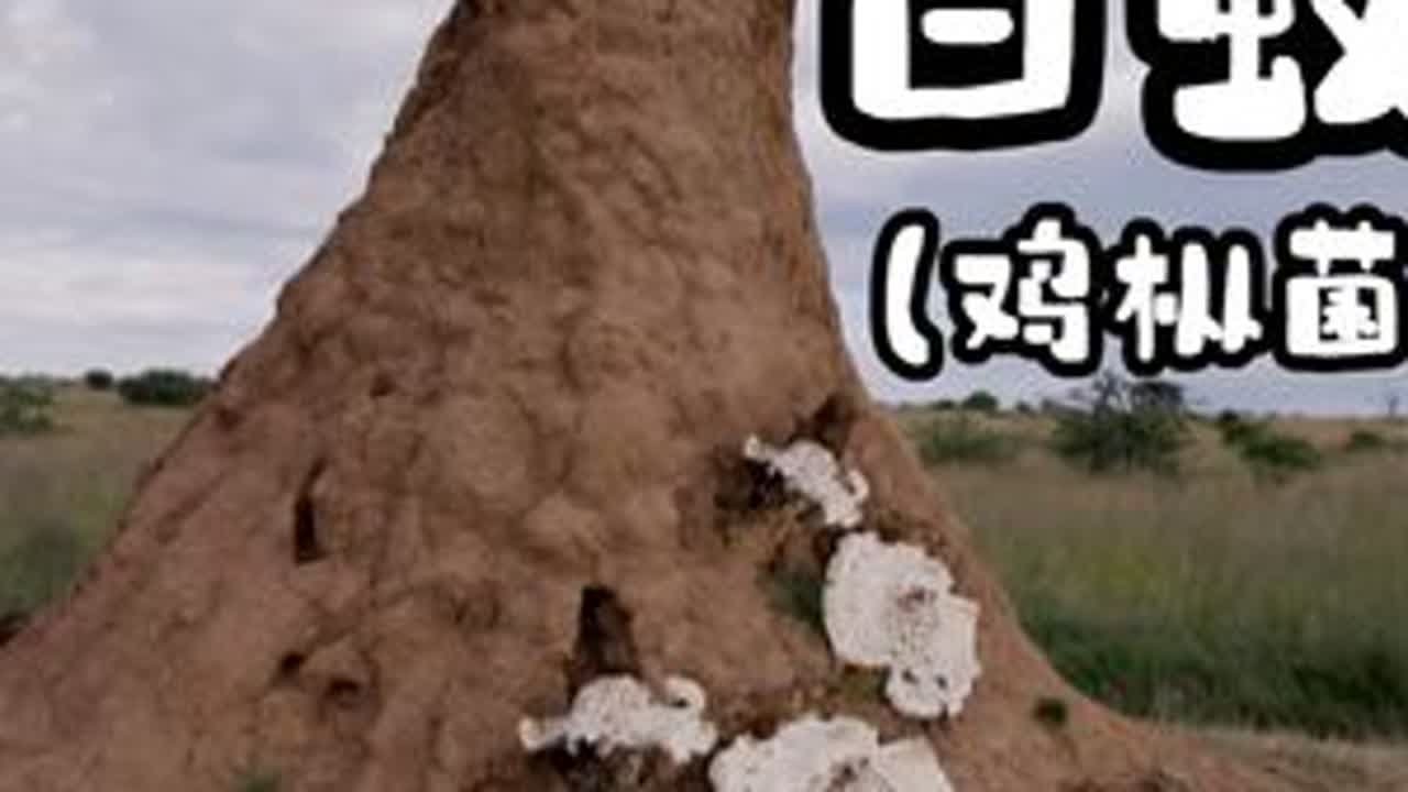 白蚁是怎么种鸡枞菌的？ #自然奇境科普季 #白蚁 #鸡枞菌 #5d解说 #一代人有一代人的动物世界