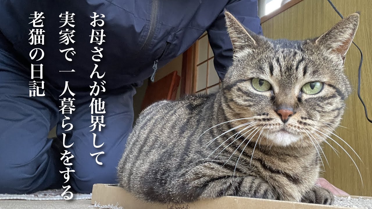 実家で一人暮らしをする猫（ミコ）が他界したお母さんと暮らしていた時の映像を公開！