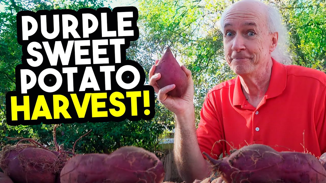 Purple Sweet Potato Harvest!