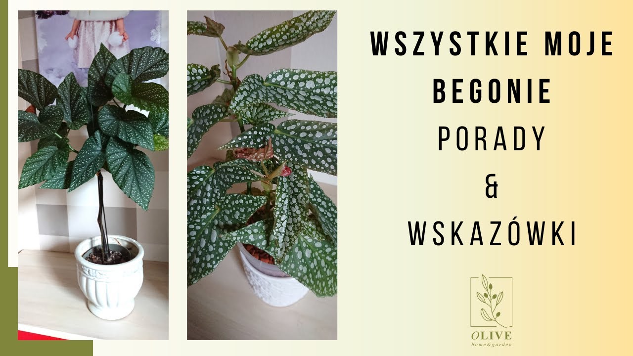 Wszystkie moje Begonie 💚 Jak pielęgnować Begonie🌼 Moja kolekcja Begonii 💚 Jak poskromić Begonie
