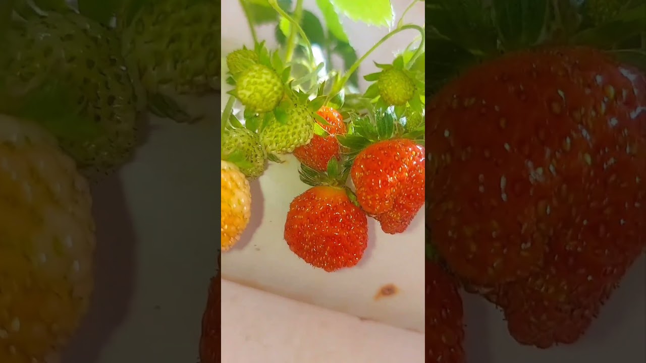 morango vaso suspenso ❤️