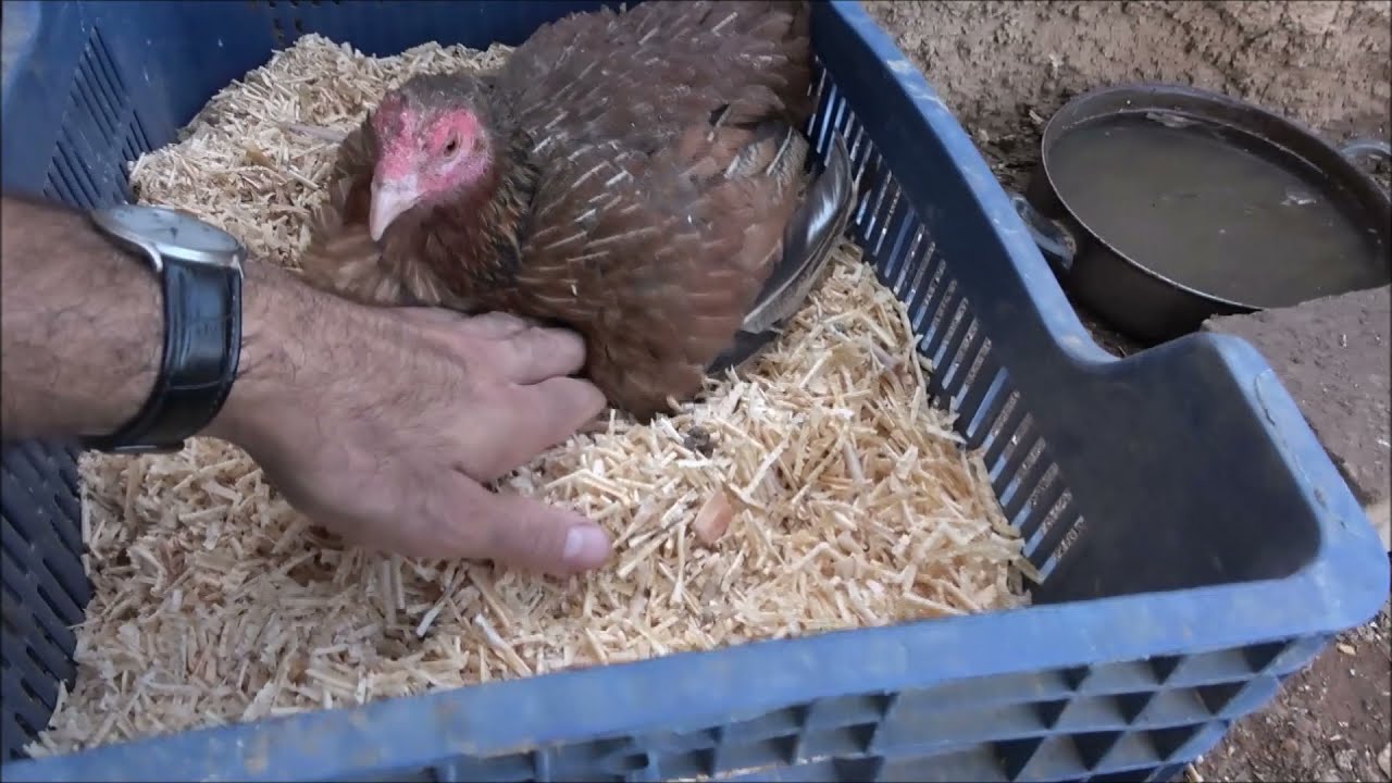 Büyük Kuluçka Şenliği (2. Bölüm)
