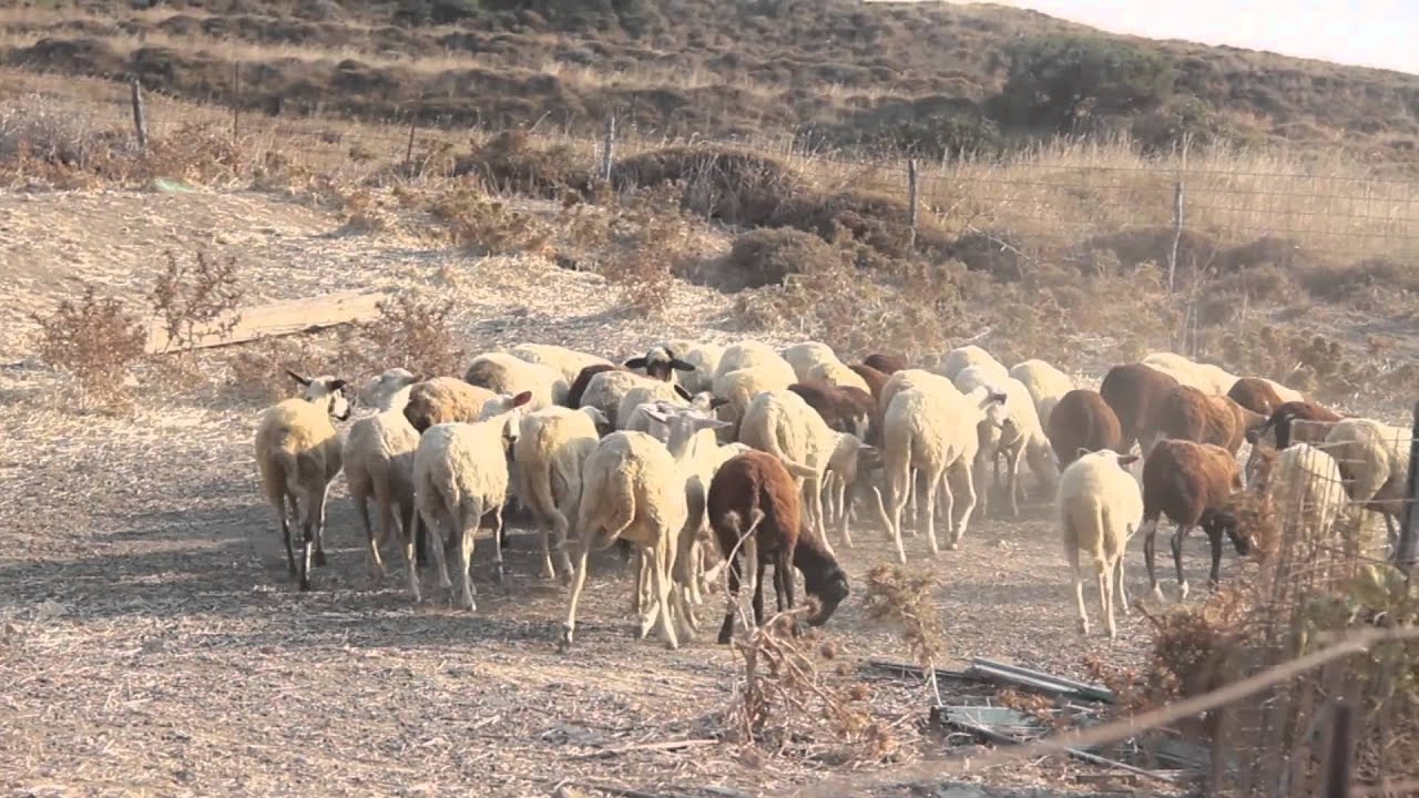Λημνος