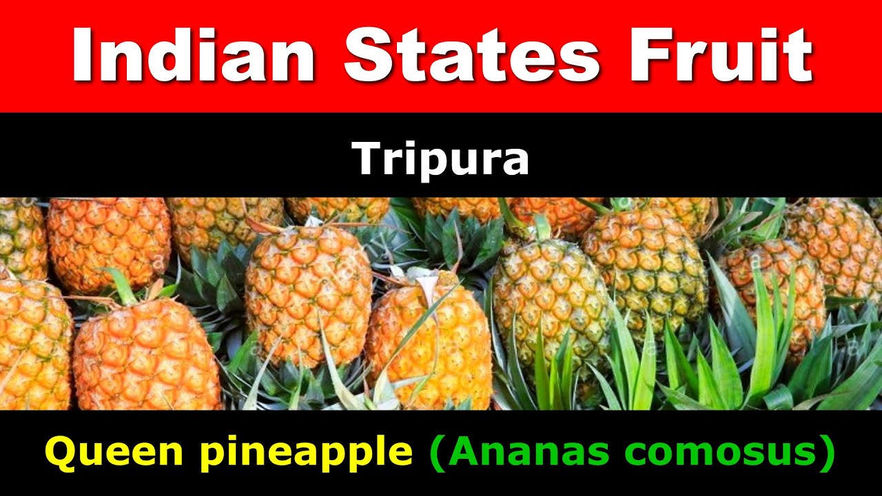 How to learn States Fruit name || List of States Fruit of Indian States || DAG12633 #state #fruits