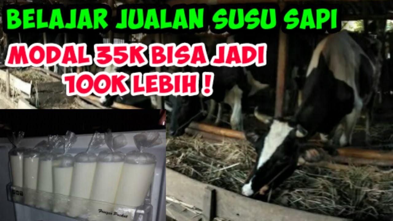 AWAL BELAJAR BERDAGANG SUSU SAPI MURNI | FRESHMILK BOYOLALI