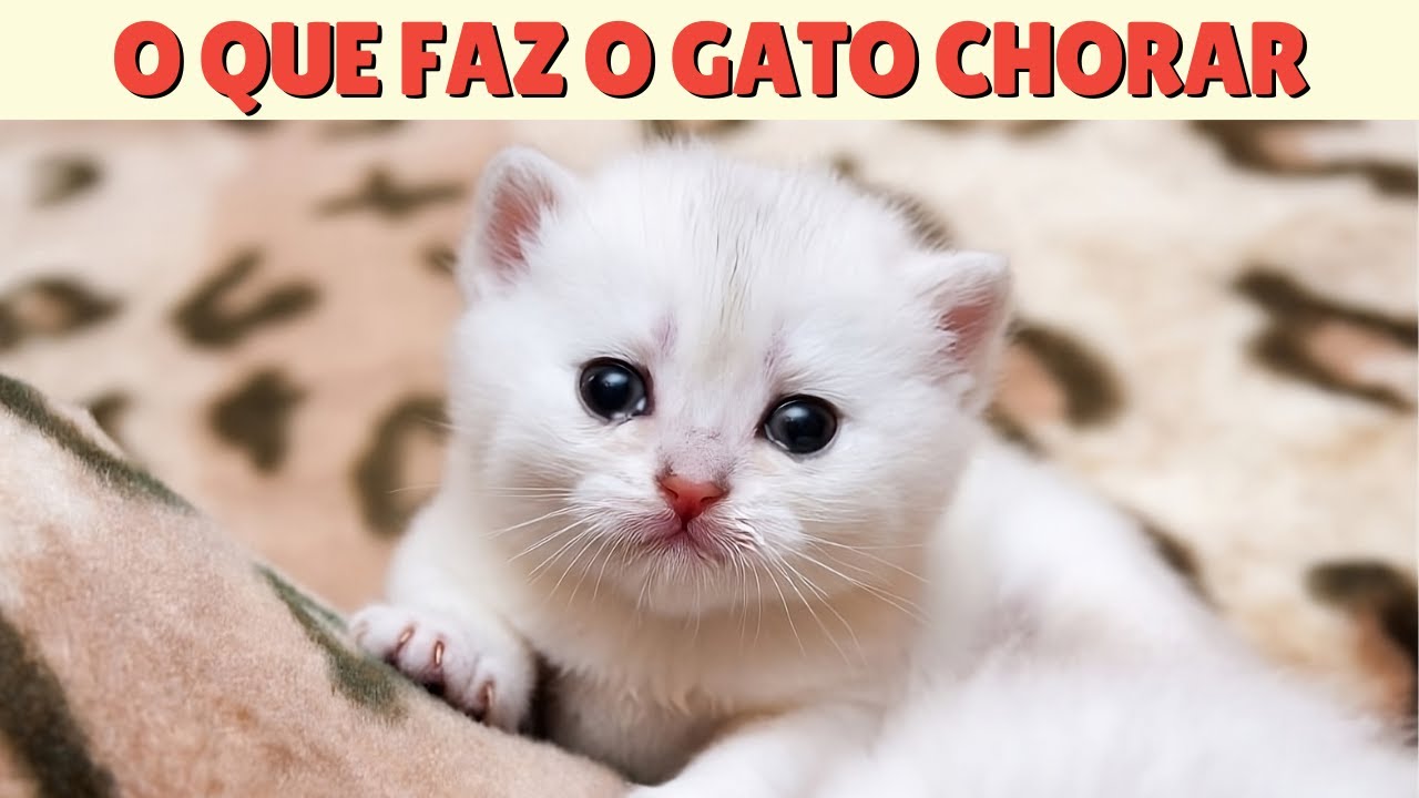 Gato Chora De Dor e Tristeza | Reconhe&ccedil;a Um Gato Chorando