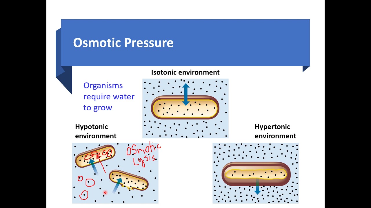 Week 6 Microbial Growth Conditions   Osmotic Pressure