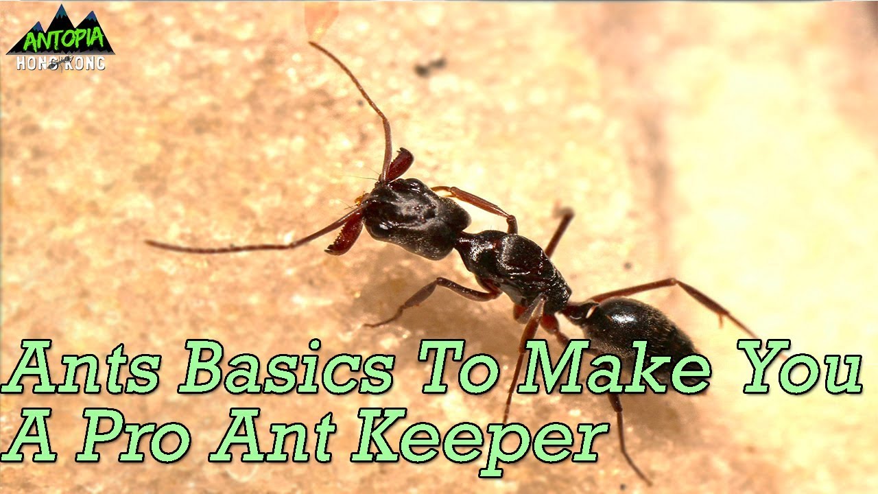 How To Take Care Of Ants - Ant keeping 101
