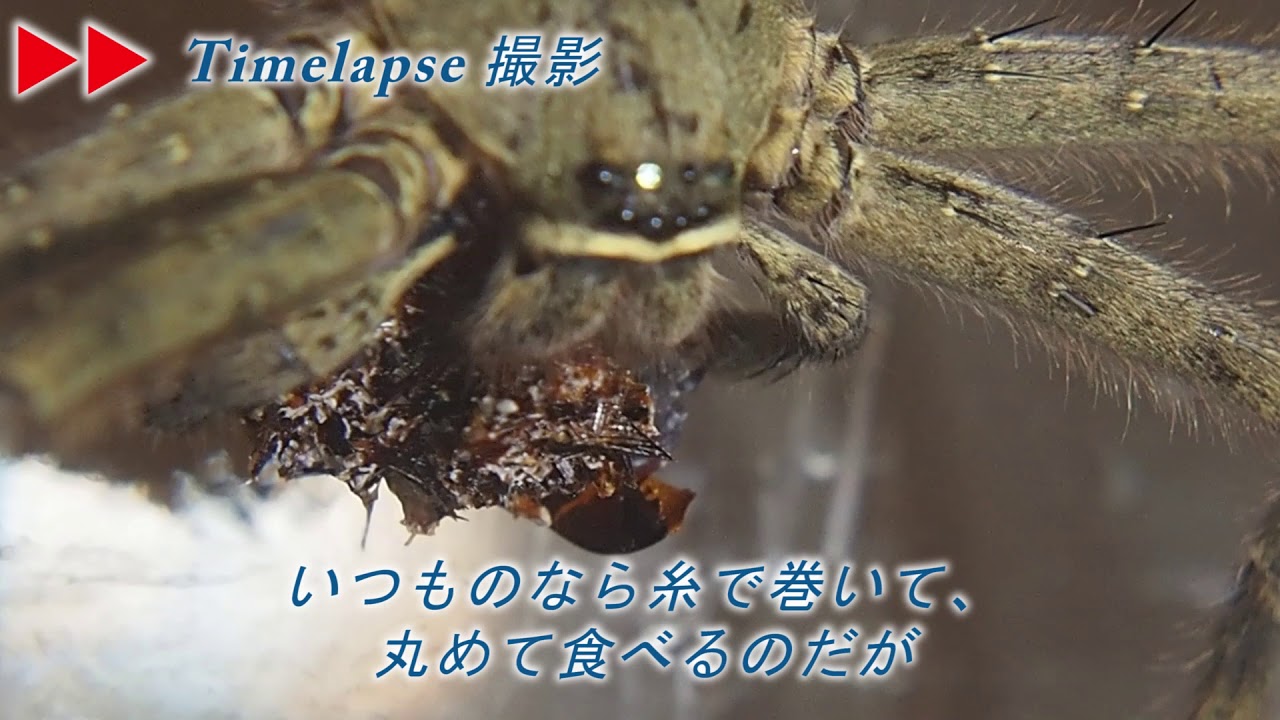 産後、一匹目の食事The first meal after giving birth