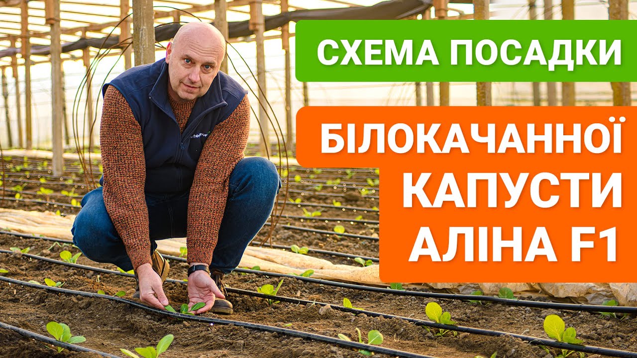 Схема посадки білокачанної капусти Аліна F1