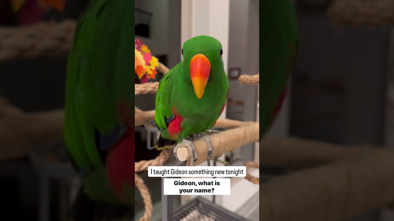 He knows his name! #gideon #eclectusparrot #birds #cutebird #cuteparrot #parrot #talkingparrot