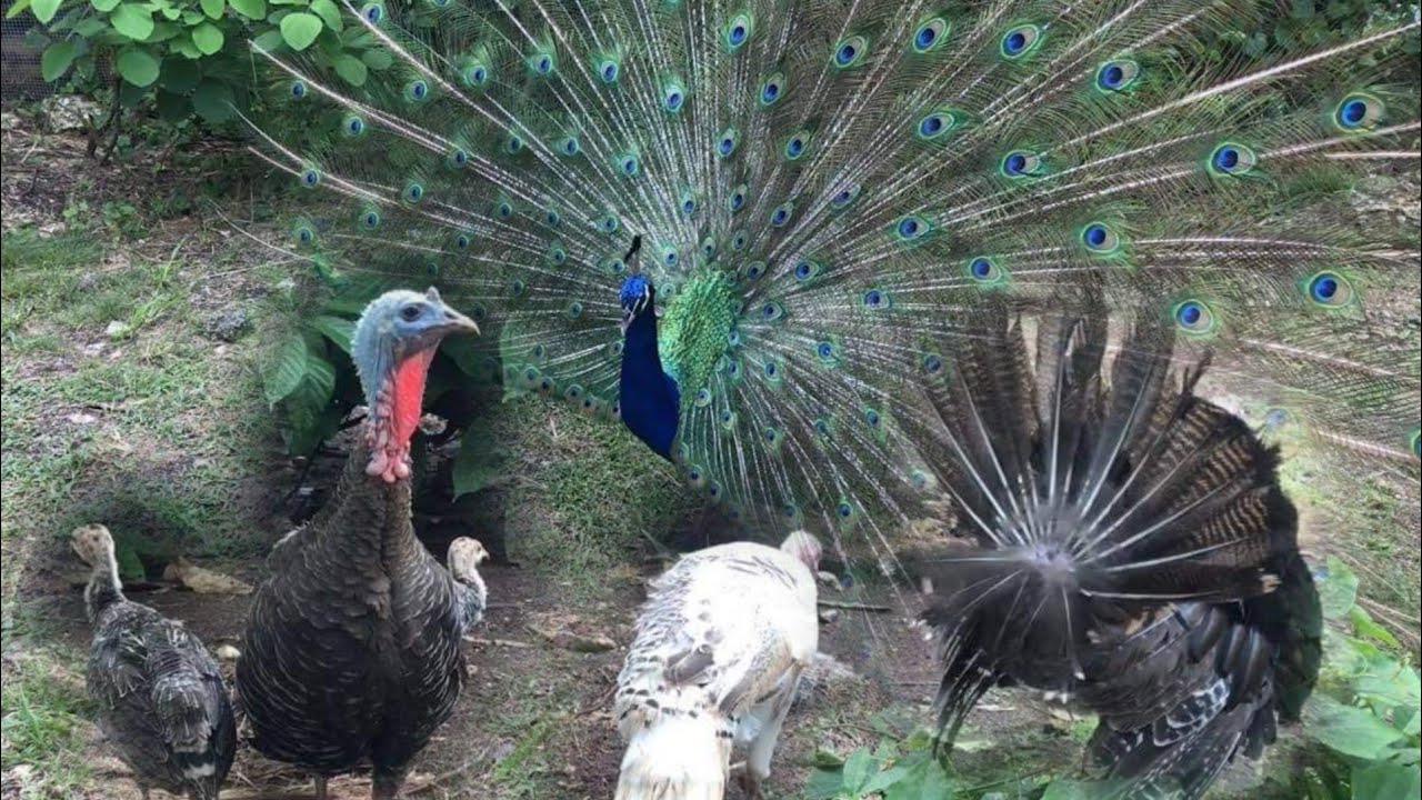 Peacock vs Turkey