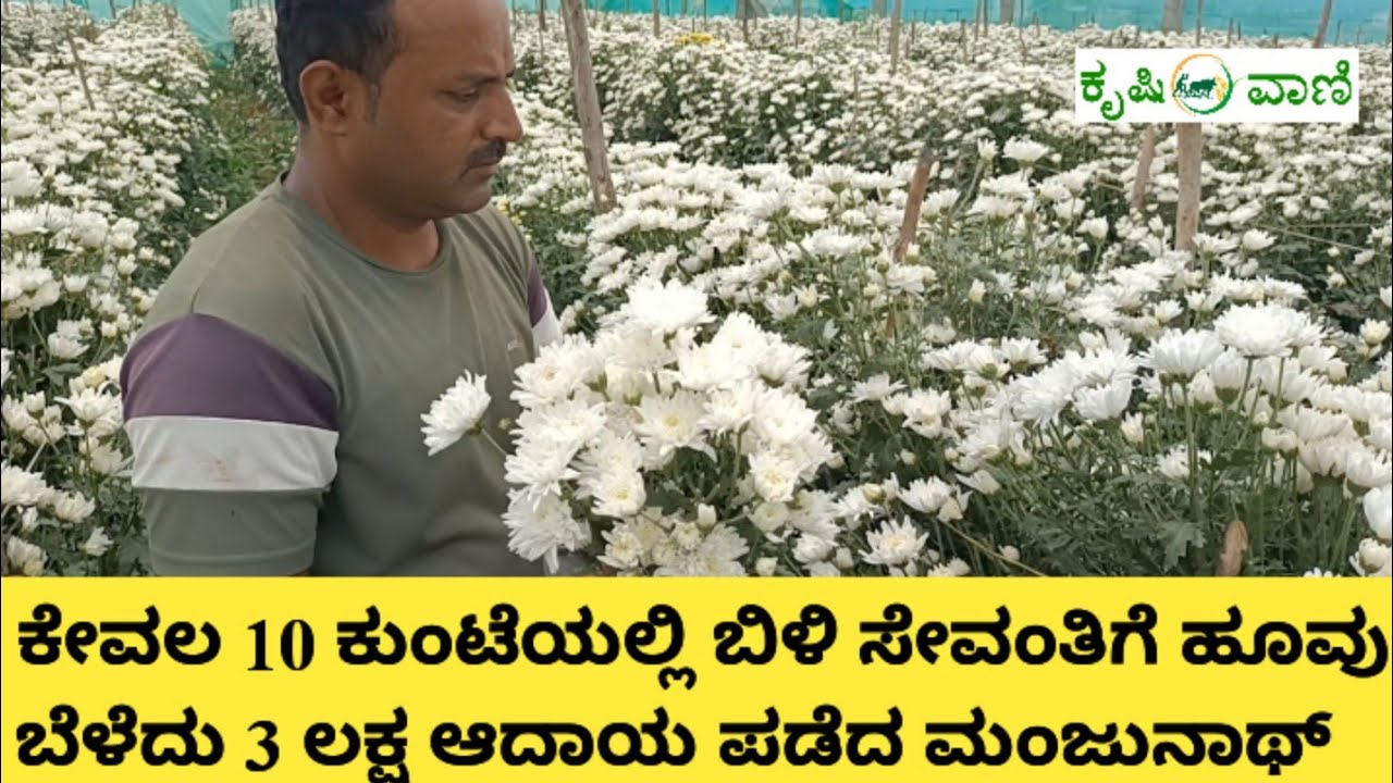 10 ಗುಂಟೆಯಲ್ಲಿ ಶೆಡ್ ನೆಟ್ ಬಳಸಿ ಕೇವಲ 3  ತಿಂಗಳಲ್ಲಿ 3 ಲಕ್ಷ ಆದಾಯ ತೆಗೆದ ಮಂಜುನಾಥ್ | Sevanthige krushi |