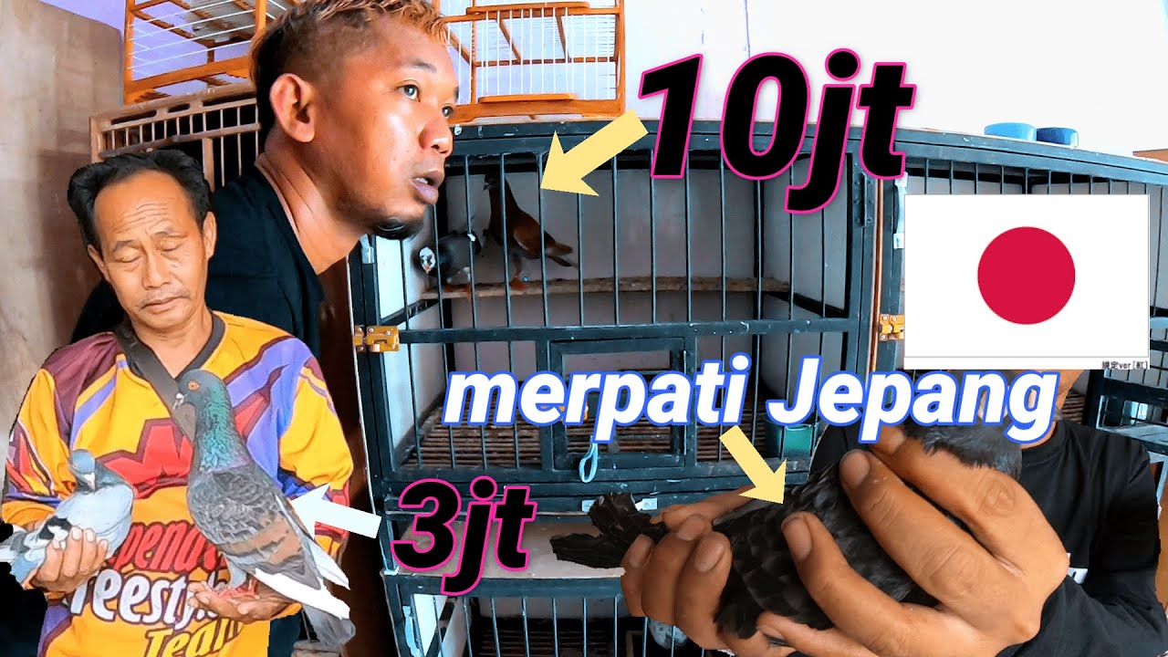 Merpati 4 juta Udah Ngolong .. Pedagang Merpati di Pasar Unggas Banjarnegara Kota Dawet Ayu