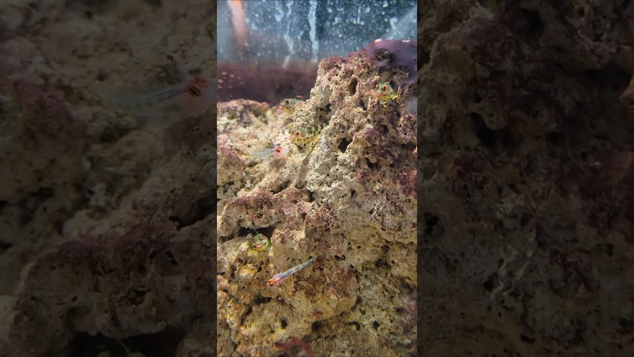 Самые крутые микроскопические морские рыбки! Морские бычки-удавочки!