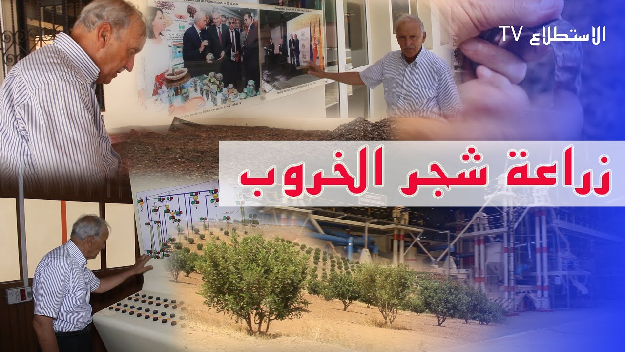 معلومات عن زراعة شجرة الخروب مع العلمي العروسي عبد الجواد /زراعة الخروب من البذور