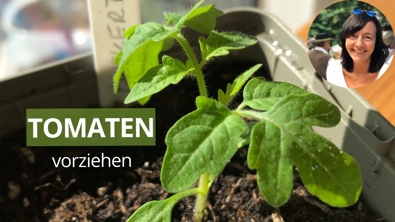 Tomaten erfolgreich vorziehen: Schritt-für-Schritt-Anleitung für die Anzucht
