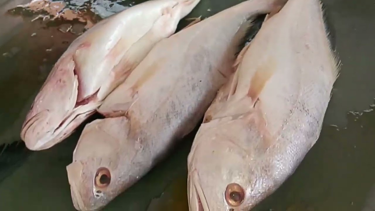 #olha os peixes panda e pirarutaba#