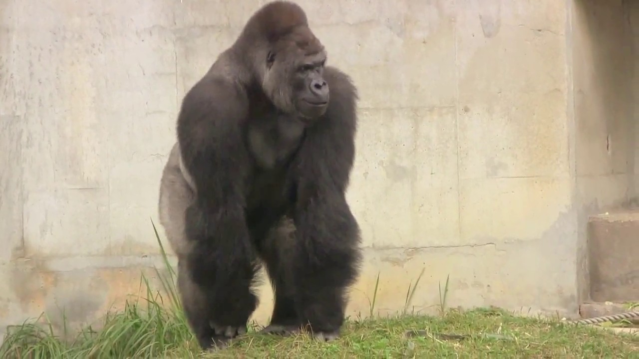 シャバーニ家族115 旧舎と新舎紹介 Shabani gorilla family
