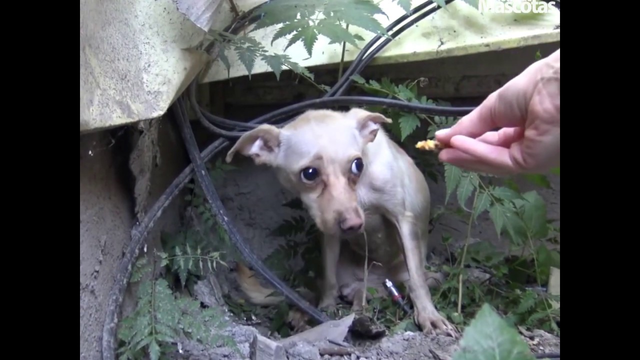 💚 Chihuahua sin hogar temía ser rescatada 🐕