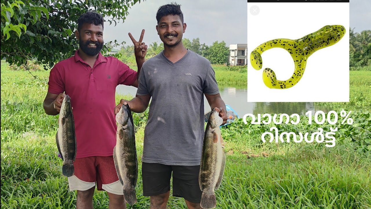 ഓരോ സെക്കന്റിലും കിടിലം സ്ട്രൈക്കുകൾ #bigsnakehead #keralafishing #snakeheadfishing #vaaga