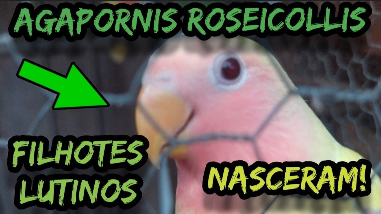 AGAPORNIS ROSEICOLLIS TIVE UMA SURPRESA AO DESCOBRIR FILHOTES LUTINOS JÁ GRANDES NO VIVEIRO DE FORA!