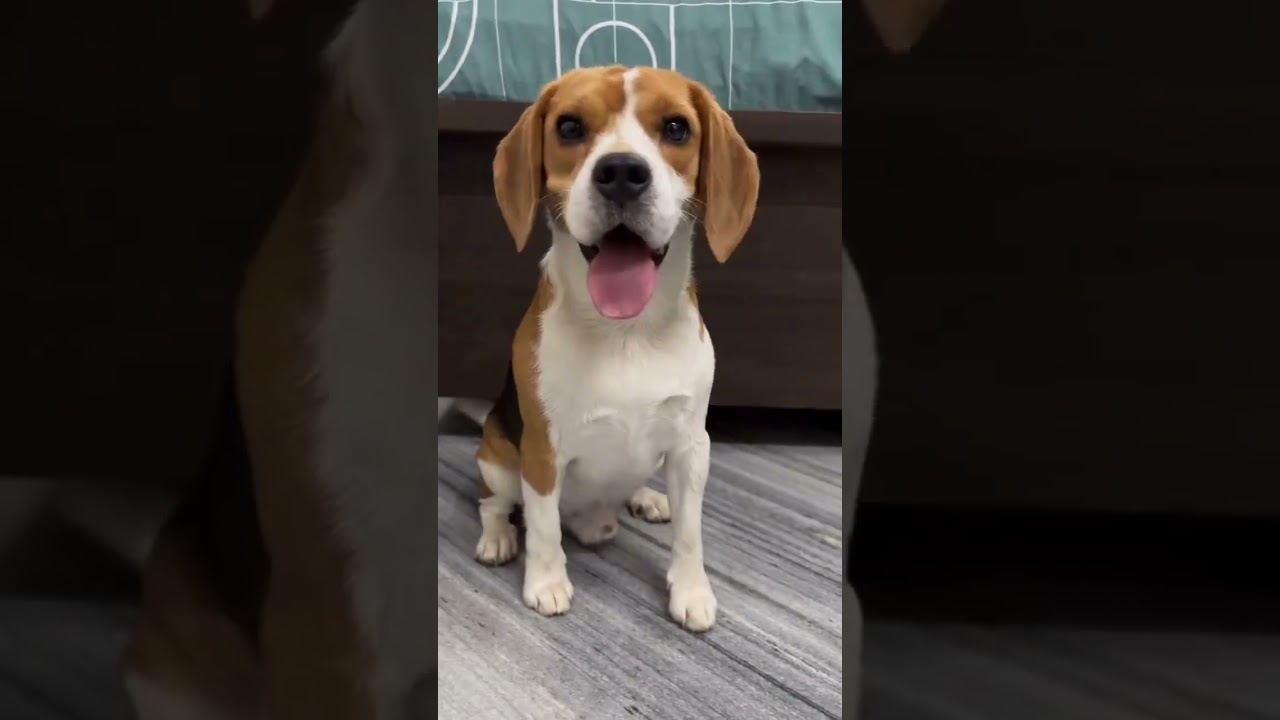 25 Days To One Year beagle transformation #feed #transformation #beagle #doglover #cute #pets