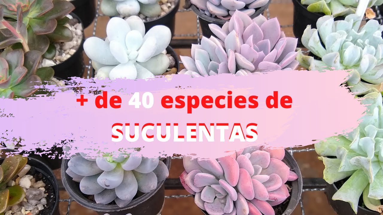 + de 40 espécies de SUCULENTAS!