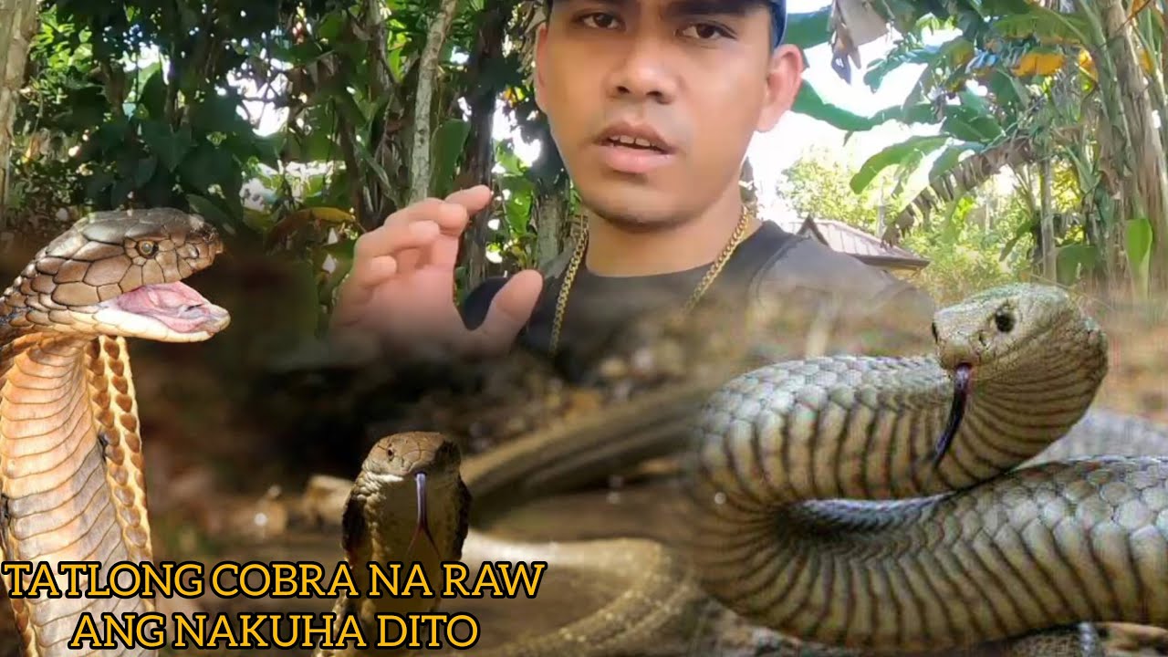 NAGING PALAISIPAN KUNG SAAN NAG LUNGGA ANG MAKAMADAG MA COBRA #cobraprince