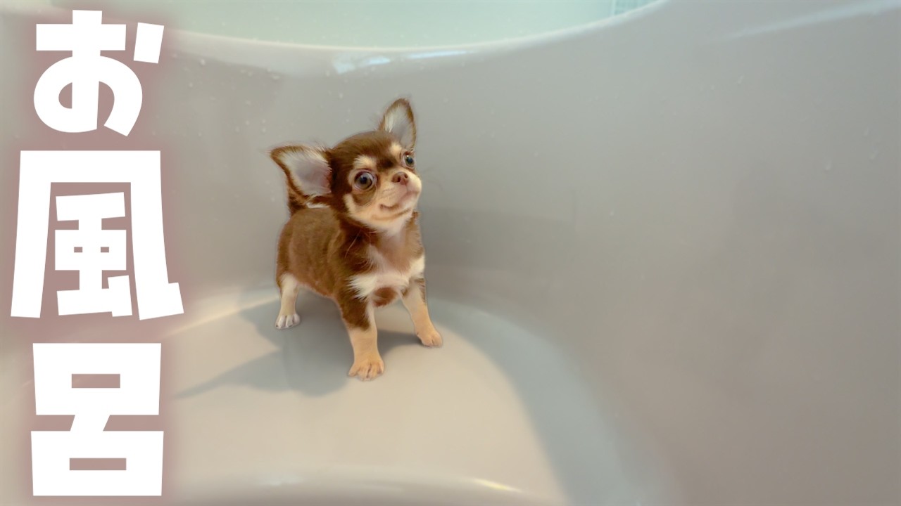 チワワの子犬がお迎え後はじめてのお風呂に入ったよ♪