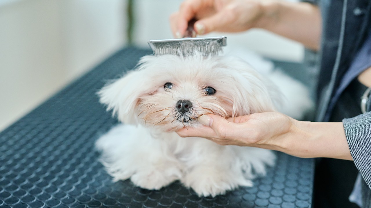溶けてぺちゃんこになってしまうマルチーズの子犬【癒しのトリミング】