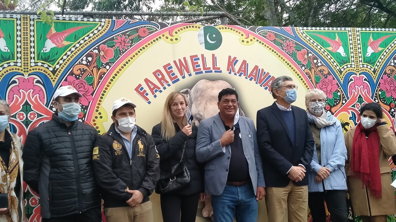 Elephant Kawan of Islamabad got a farewell party before his departure from Pakistan