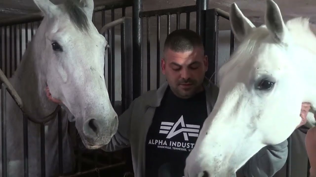 Najlepši pastuv Međunarodne fijakerijade